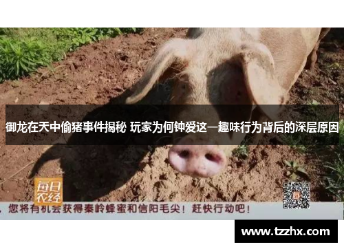 御龙在天中偷猪事件揭秘 玩家为何钟爱这一趣味行为背后的深层原因